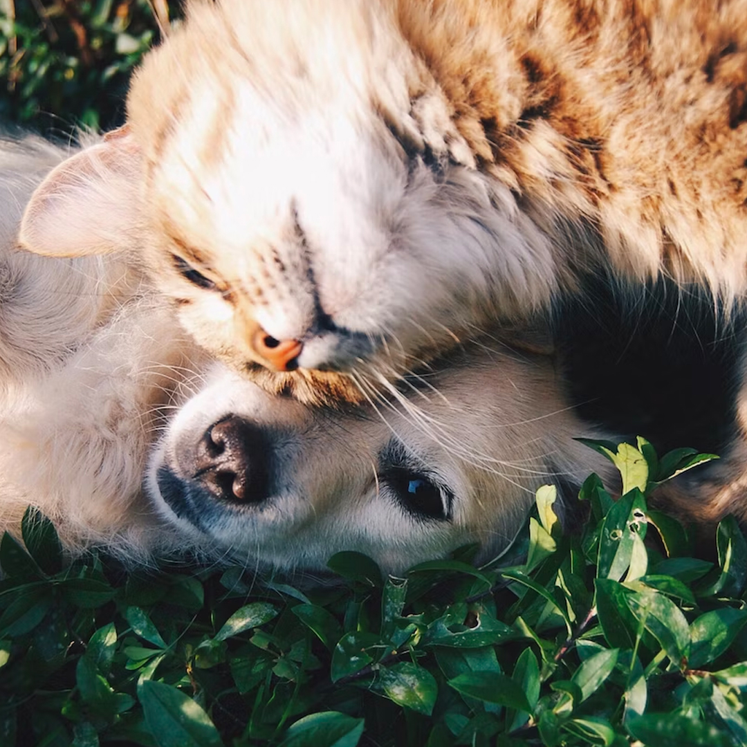Dog and cat cuddle in grass