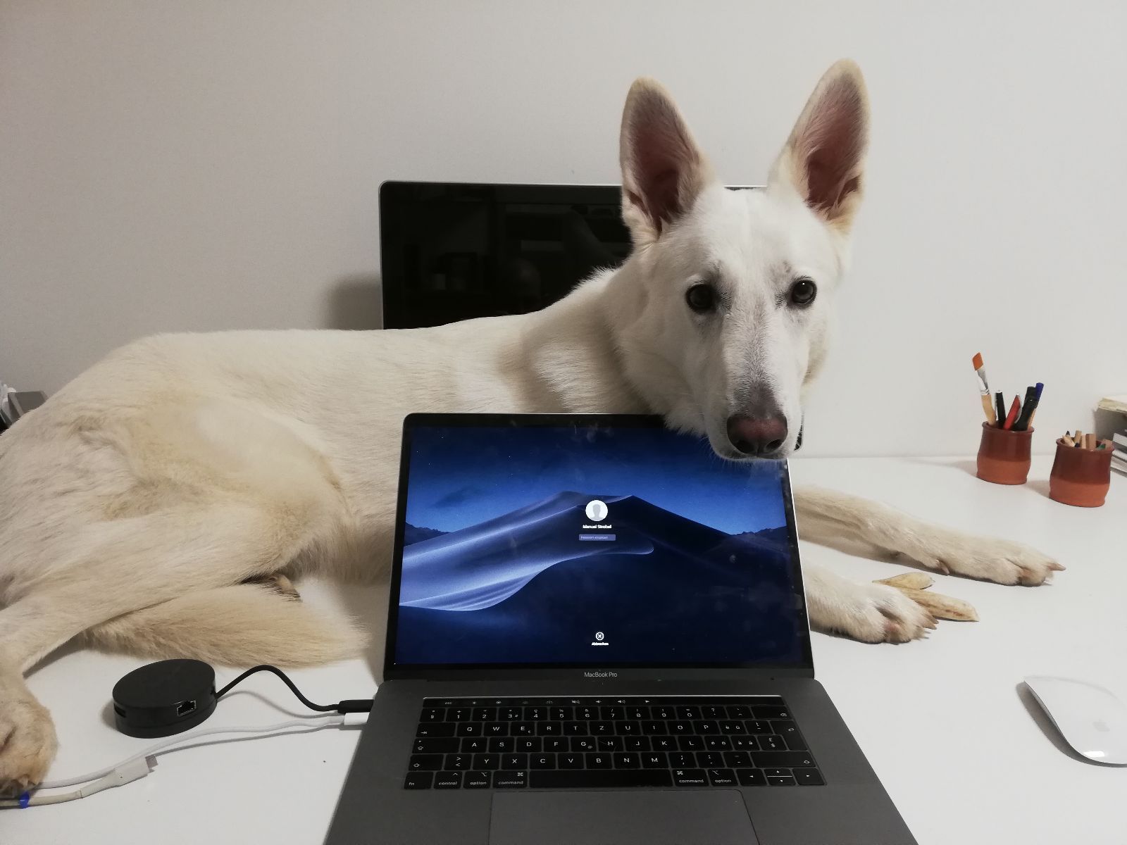 Hund liegt quer über dem Schreibtisch